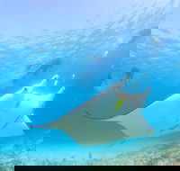 Marine Eco Safari - Swim with Manta Rays - New Castle Holiday
