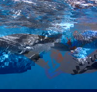 Whale Shark Safari - New Castle Holiday