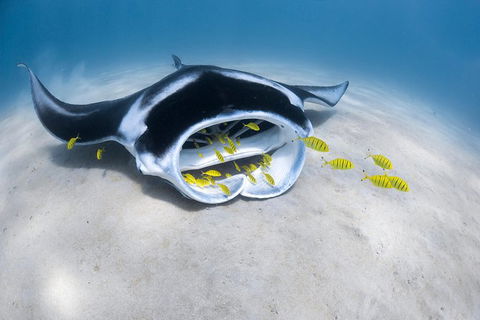Ningaloo Adventure And Manta Ray Tour - New Castle Holiday 9