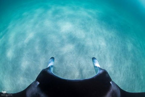 Ningaloo Adventure And Manta Ray Tour - New Castle Holiday 5