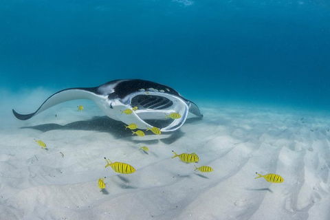 Ningaloo Adventure And Manta Ray Tour - New Castle Holiday 2