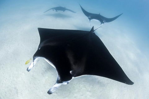 Ningaloo Adventure And Manta Ray Tour - New Castle Holiday 1