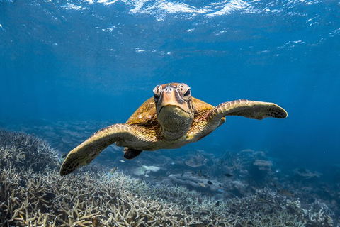 Ningaloo Adventure And Manta Ray Tour - New Castle Holiday 3