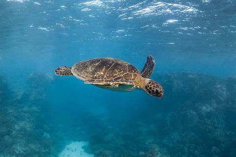 Ningaloo Adventure And Manta Ray Tour - New Castle Holiday 7