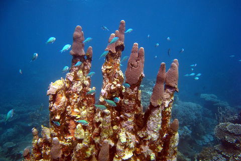 Coral Bay 3-Hour Turtle Ecotour - New Castle Holiday 1