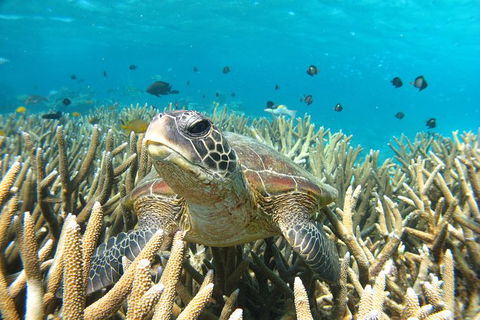 Coral Bay 3-Hour Turtle Ecotour - New Castle Holiday 0