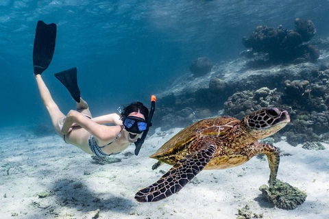 Coral Bay 3-Hour Turtle Ecotour - New Castle Holiday 3