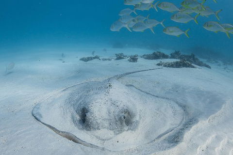 Coral Bay 3-Hour Turtle Ecotour - New Castle Holiday 2