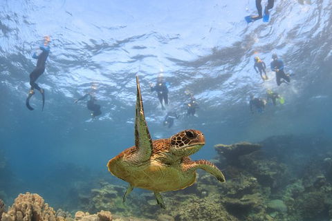 Coral Bay 3-Hour Turtle Ecotour - New Castle Holiday 4