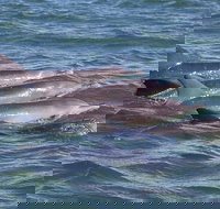 Cruise  a Winery or Brewery scenic tour - New Castle Holiday