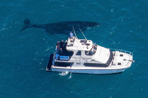 Humpback Whale Safari - New Castle Holiday 2