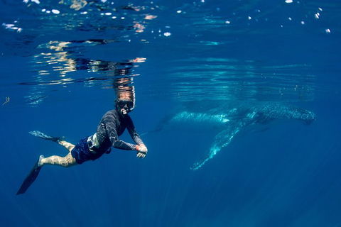 Humpback Whale Safari - New Castle Holiday 1