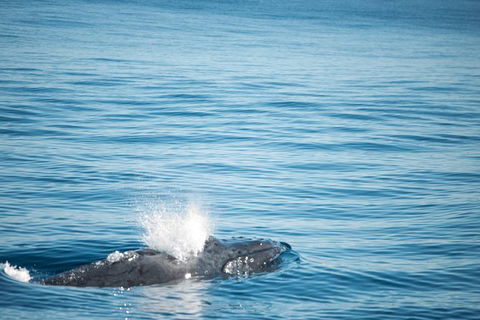 Humpback Whale Safari - New Castle Holiday 4