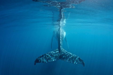 Humpback Whale Safari - New Castle Holiday 5