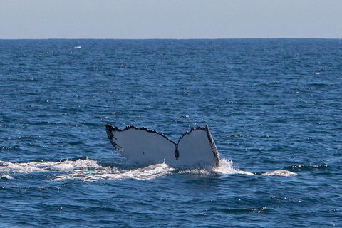 Humpback Whale Safari - New Castle Holiday 3