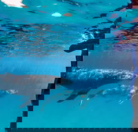 Life on Ningaloo Swimming Tour in Exmouth - New Castle Holiday