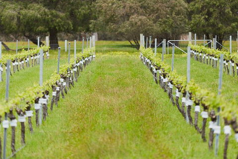 Organic Vineyard/Farm Tour - New Castle Holiday 4