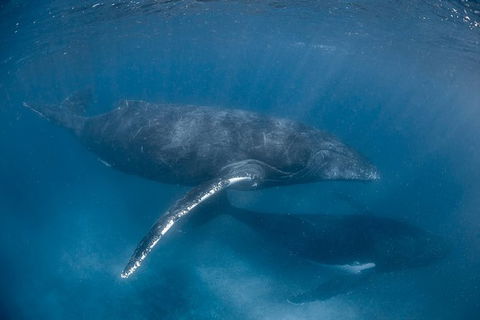 Full-Day Whale Watching Snorkeling And Swimming At Coral Bay - New Castle Holiday 6