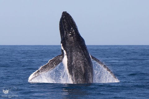 Full-Day Whale Watching Snorkeling And Swimming At Coral Bay - New Castle Holiday 0