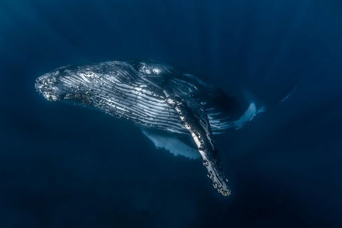 Full-Day Whale Watching Snorkeling And Swimming At Coral Bay - New Castle Holiday 7