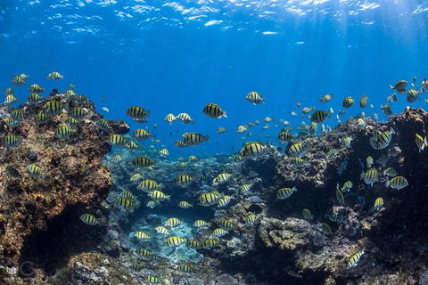 Full-Day Whale Watching Snorkeling And Swimming At Coral Bay - New Castle Holiday 1