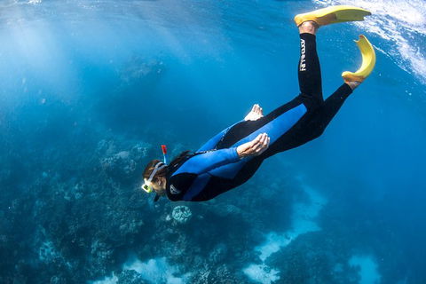 Full-Day Whale Watching Snorkeling And Swimming At Coral Bay - New Castle Holiday 2