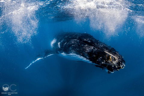 Full-Day Whale Watching Snorkeling And Swimming At Coral Bay - New Castle Holiday 4
