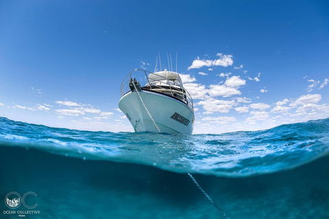 Full-Day Whale Watching Snorkeling And Swimming At Coral Bay - New Castle Holiday 3