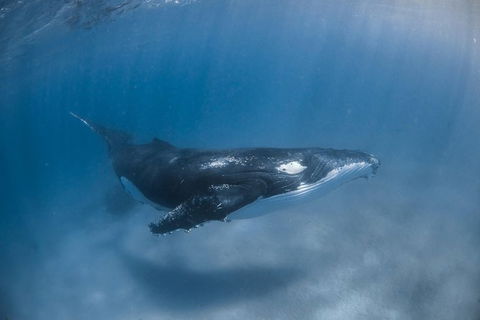 Full-Day Whale Watching Snorkeling And Swimming At Coral Bay - New Castle Holiday 5
