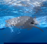 Whale Shark Adventure Tour - New Castle Holiday