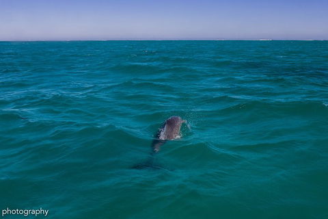 Ningaloo Immersion Private Charter - New Castle Holiday 1
