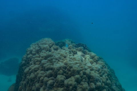Ningaloo Immersion Private Charter - New Castle Holiday 4