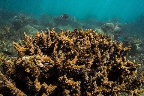 Ningaloo Immersion Private Charter - New Castle Holiday 6