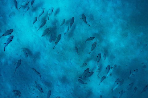 Ningaloo Immersion Private Charter - New Castle Holiday 2