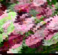 Botanical gardens winery and scenic full day tour - New Castle Holiday