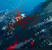 Rottnest Island Deep Dive Day Trips - New Castle Holiday