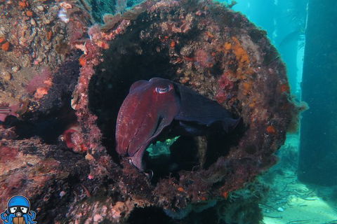 PADI Open Water Course - New Castle Holiday 1