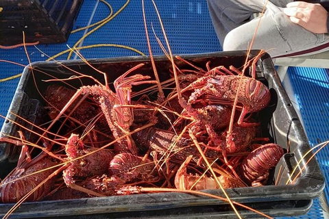 Lobster Fishing Tour At Geraldton - New Castle Holiday 6