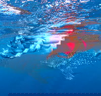 Full-Day Whale Sharks Swimming Experience on Ningaloo Reef - New Castle Holiday