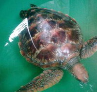 Australian Seabird Rescue - New Castle Holiday