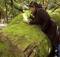 Washpool National Park - Washpool Walk - New Castle Holiday