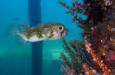 Busselton Jetty & Underwater Observatory Tour - New Castle Holiday 6