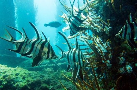 Busselton Jetty & Underwater Observatory Tour - New Castle Holiday 8