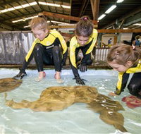 Australian Shark and Ray Centre - New Castle Holiday
