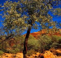 Mt Romance Australia Pty Ltd - New Castle Holiday