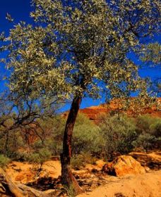 Mt Romance Australia Pty Ltd - New Castle Holiday 0