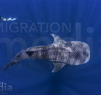 Migration Media - New Castle Holiday
