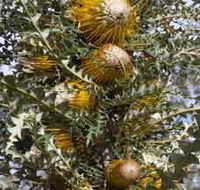 Woylie Walk Dryandra Woodland - New Castle Holiday