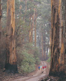 Pemberton WA New Castle Holiday
