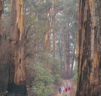 Beedelup National Park - New Castle Holiday